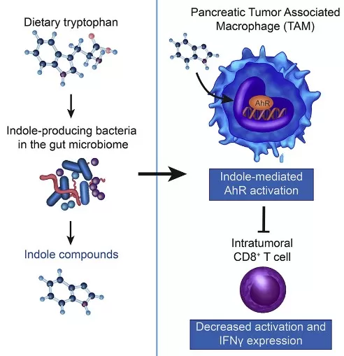 Microbial Indole Derivatives Regulate Tumor Immune Microenvironment via AhR Gut-derived indoles modulate macrophage and T-cell function through AhR signaling